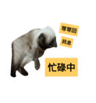 Siamese cat from taiwan 4（個別スタンプ：14）