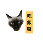 Siamese cat from taiwan 4（個別スタンプ：15）