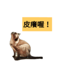 Siamese cat from taiwan 4（個別スタンプ：16）