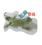 Iguana iguana（個別スタンプ：1）