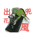 Iguana iguana（個別スタンプ：3）