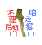 Iguana iguana（個別スタンプ：4）