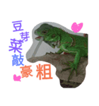 Iguana iguana（個別スタンプ：5）