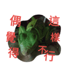 Iguana iguana（個別スタンプ：8）