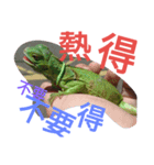 Iguana iguana（個別スタンプ：9）