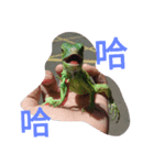 Iguana iguana（個別スタンプ：10）