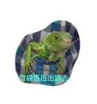 Iguana iguana（個別スタンプ：13）