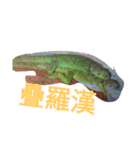 Iguana iguana（個別スタンプ：14）