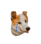 Kobi The Corgi Dog（個別スタンプ：9）