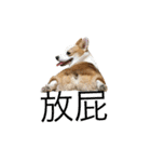 Kobi The Corgi Dog（個別スタンプ：10）