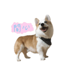 Kobi The Corgi Dog（個別スタンプ：12）