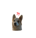 Kobi The Corgi Dog（個別スタンプ：13）