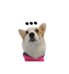 Kobi The Corgi Dog（個別スタンプ：16）