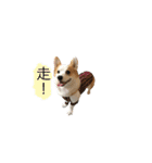 Kobi The Corgi Dog（個別スタンプ：19）