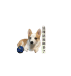 Kobi The Corgi Dog（個別スタンプ：22）