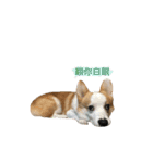 Kobi The Corgi Dog（個別スタンプ：24）