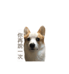 Kobi The Corgi Dog（個別スタンプ：31）