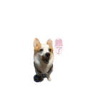 Kobi The Corgi Dog（個別スタンプ：33）