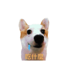 Kobi The Corgi Dog（個別スタンプ：34）