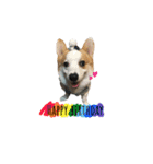 Kobi The Corgi Dog（個別スタンプ：40）