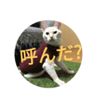 可愛い猫たちの家族（個別スタンプ：1）