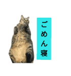 可愛い猫たちの家族（個別スタンプ：5）