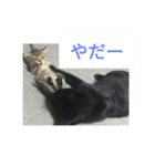 可愛い猫たちの家族（個別スタンプ：6）