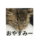 可愛い猫たちの家族（個別スタンプ：7）