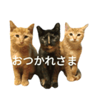 可愛い猫たちの家族（個別スタンプ：12）