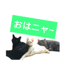 可愛い猫たちの家族（個別スタンプ：13）