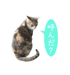 猫の藍ちゃんスタンプ（個別スタンプ：14）