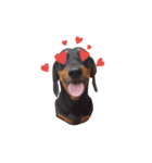 TJ the Lovely Dachshund（個別スタンプ：1）