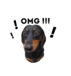 TJ the Lovely Dachshund（個別スタンプ：2）