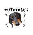 TJ the Lovely Dachshund（個別スタンプ：3）