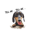 TJ the Lovely Dachshund（個別スタンプ：4）