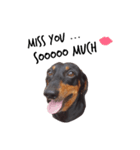 TJ the Lovely Dachshund（個別スタンプ：6）