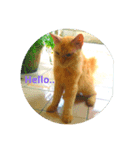 Mr. Turmeric the Kneazle Cat（個別スタンプ：1）