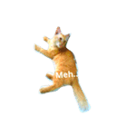 Mr. Turmeric the Kneazle Cat（個別スタンプ：6）