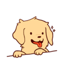 Daily Golden Retriever（個別スタンプ：1）