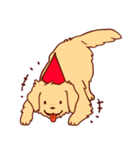 Daily Golden Retriever（個別スタンプ：2）