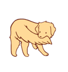 Daily Golden Retriever（個別スタンプ：5）