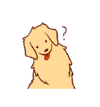 Daily Golden Retriever（個別スタンプ：12）