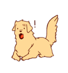 Daily Golden Retriever（個別スタンプ：15）