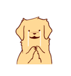 Daily Golden Retriever（個別スタンプ：16）