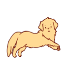 Daily Golden Retriever（個別スタンプ：20）