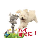 Signboad dog Miffy＆Kupu part2（個別スタンプ：27）