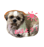 ラッキー犬（個別スタンプ：6）