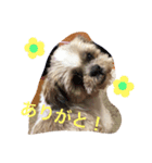 ラッキー犬（個別スタンプ：7）