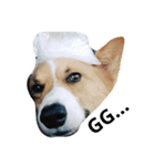 CorgiX（個別スタンプ：6）