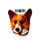 CorgiX（個別スタンプ：8）